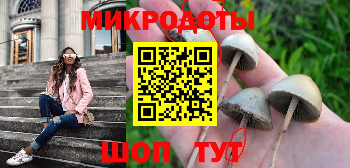 Галлюциногенные грибы Psilocybe Березники